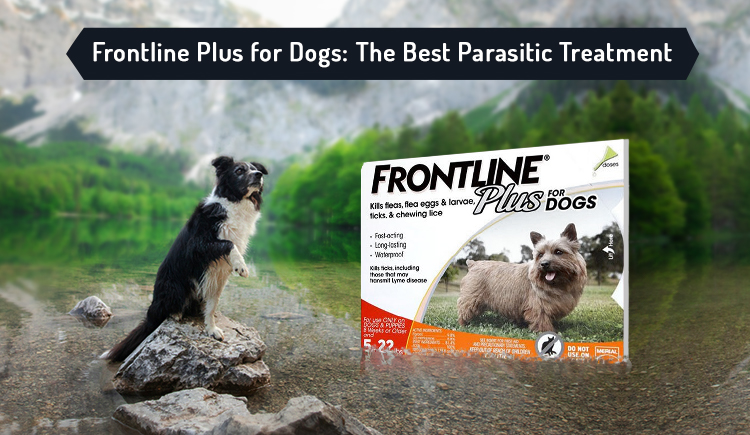 Frontline Plus for Dogs: The Best Parasitic Treatment