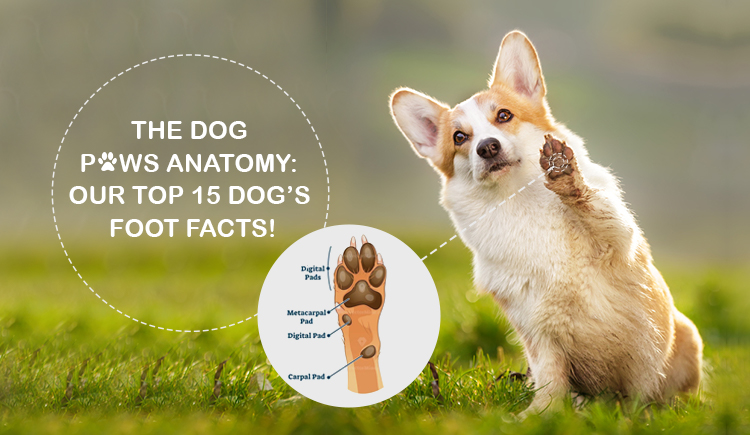 The Dog Paws Anatomy: Our Top 15 Dog’s Foot Facts!