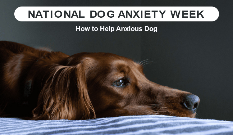 National Dog Anxiety Week - How to Help Anxious Dog