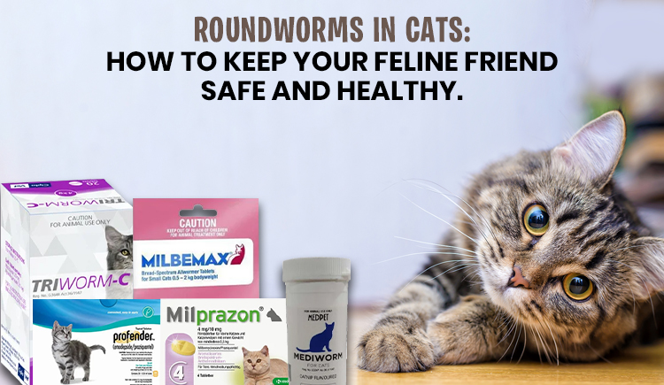 Roundworms in Cats: How to Keep Your Feline Friend Safe and Healthy