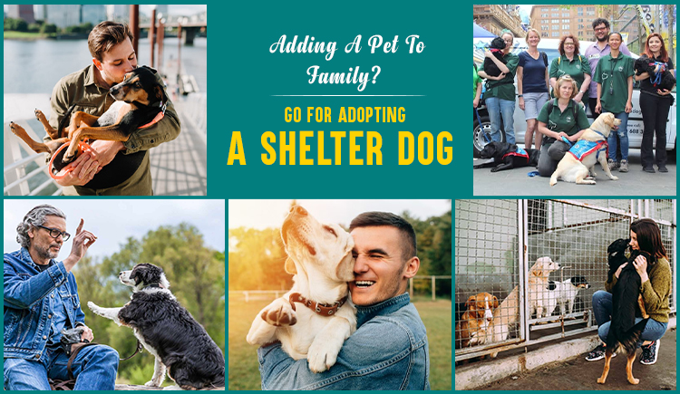 Adding A Pet To Family? Go For Adopting A Shelter Dog
