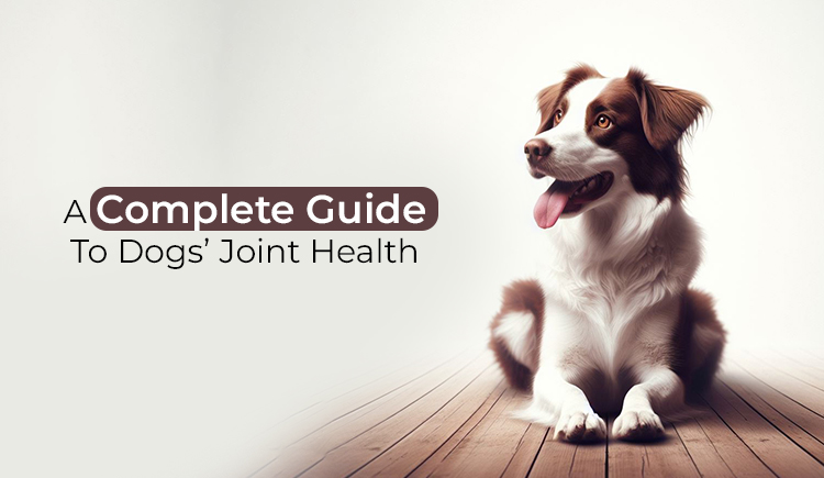 A Complete Guide To Dogs’ Joint Health