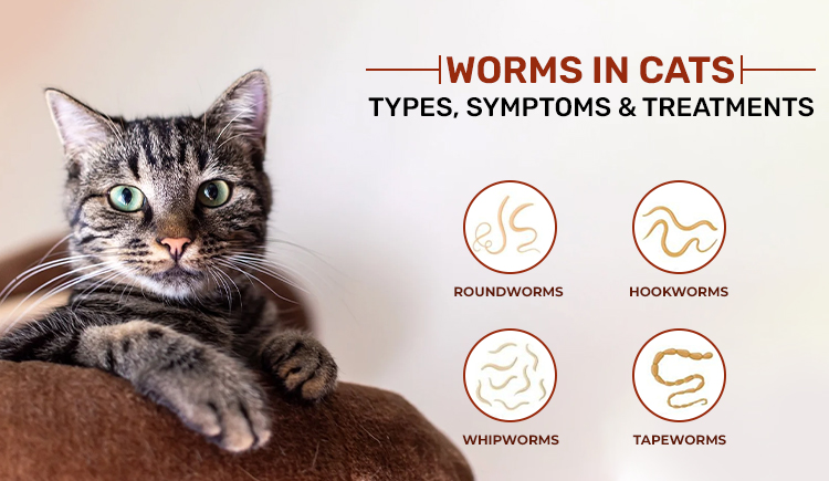 Worms in Cats: Types, Symptoms &amp; Treatments