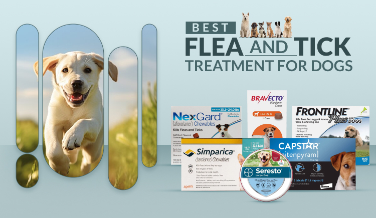 Best Flea and Tick Treatment for Dogs