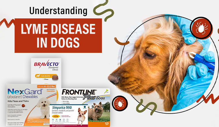 Understanding Lyme Disease In Dogs