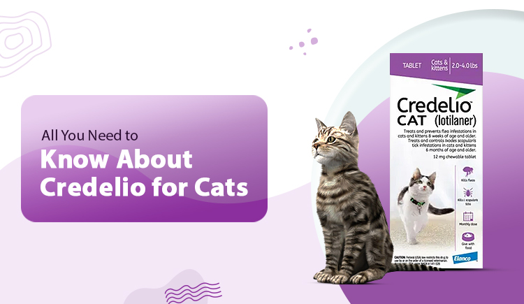 Credelio for Cats Explained: How It Works, Key Benefits, Side Effects
