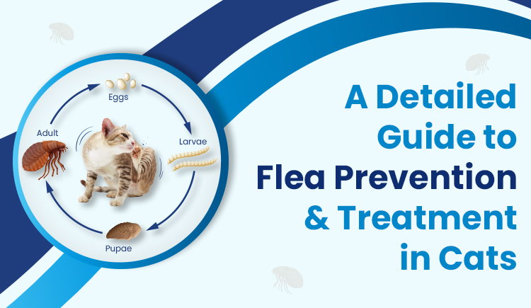 A Detailed Guide to Flea Prevention &amp; Treatment in Cats 