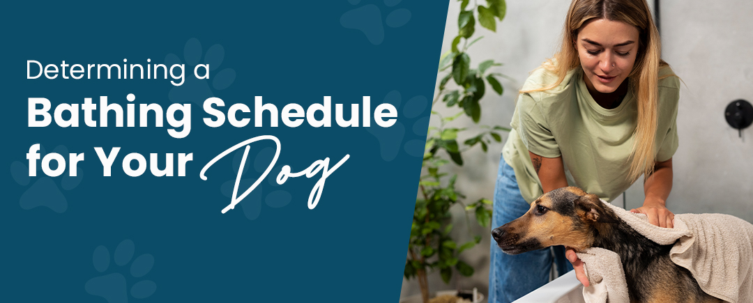 How Often Should I Bathe My Dog? Expert Grooming Guide by Breed