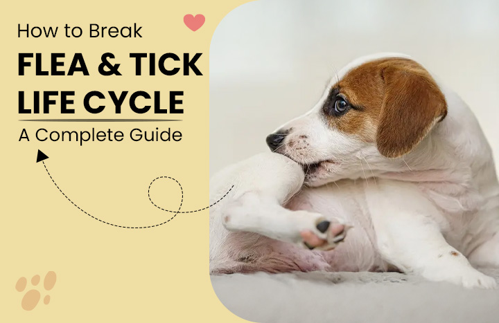How to Break Flea & Tick Life Cycle – A Complete Guide