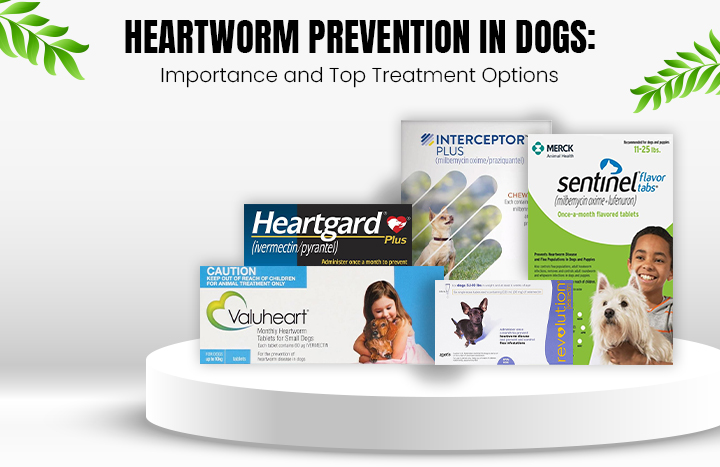 Heartworm Prevention in Dogs: Importance and Top Treatment Options