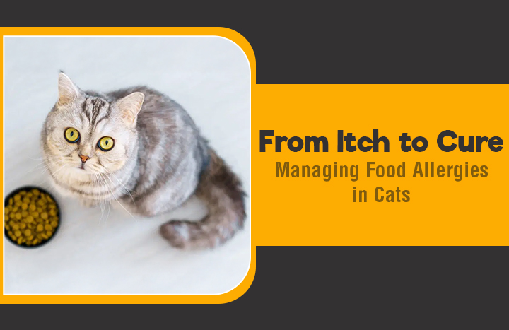 Understanding Food Allergies in Cats: Symptoms, Causes, and Solutions