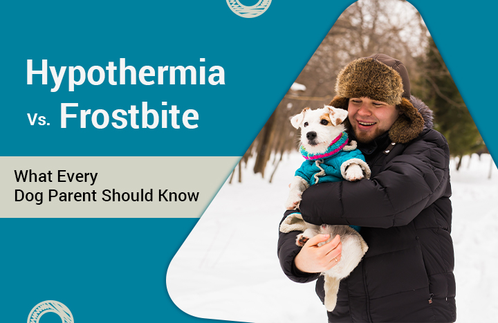 Hypothermia vs. Frostbite – What Every Dog Parent Should Know