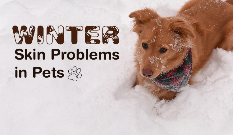 Winter Skin Problems in Pets: Dryness, Flakiness & Itching Explained