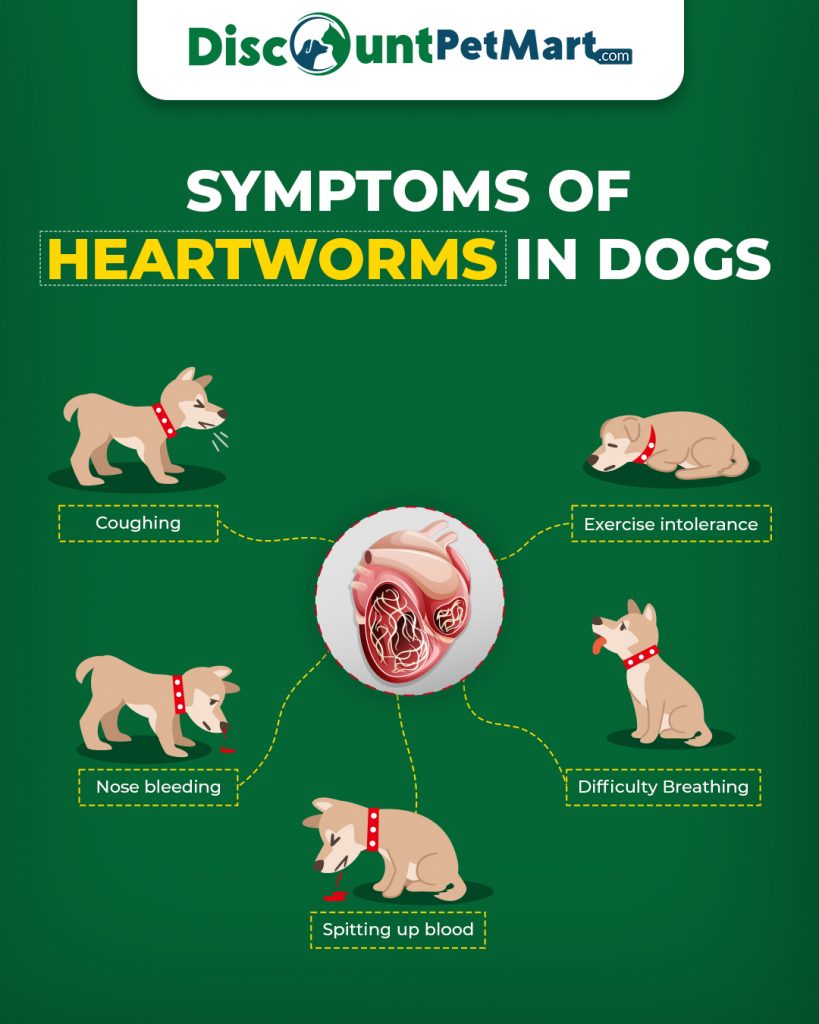Symptoms of heartworms in dogs
