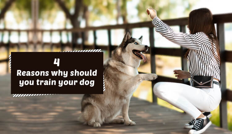 Why should you train your dog