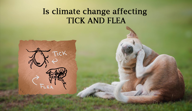 Does Climate Change Impact Flea and Tick Populations