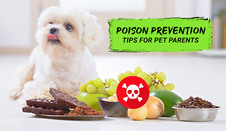Pet Poison Prevention Tips