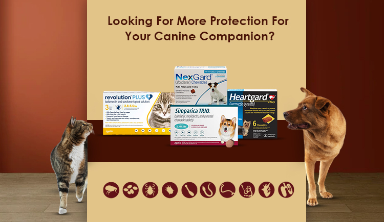 Canine Companion