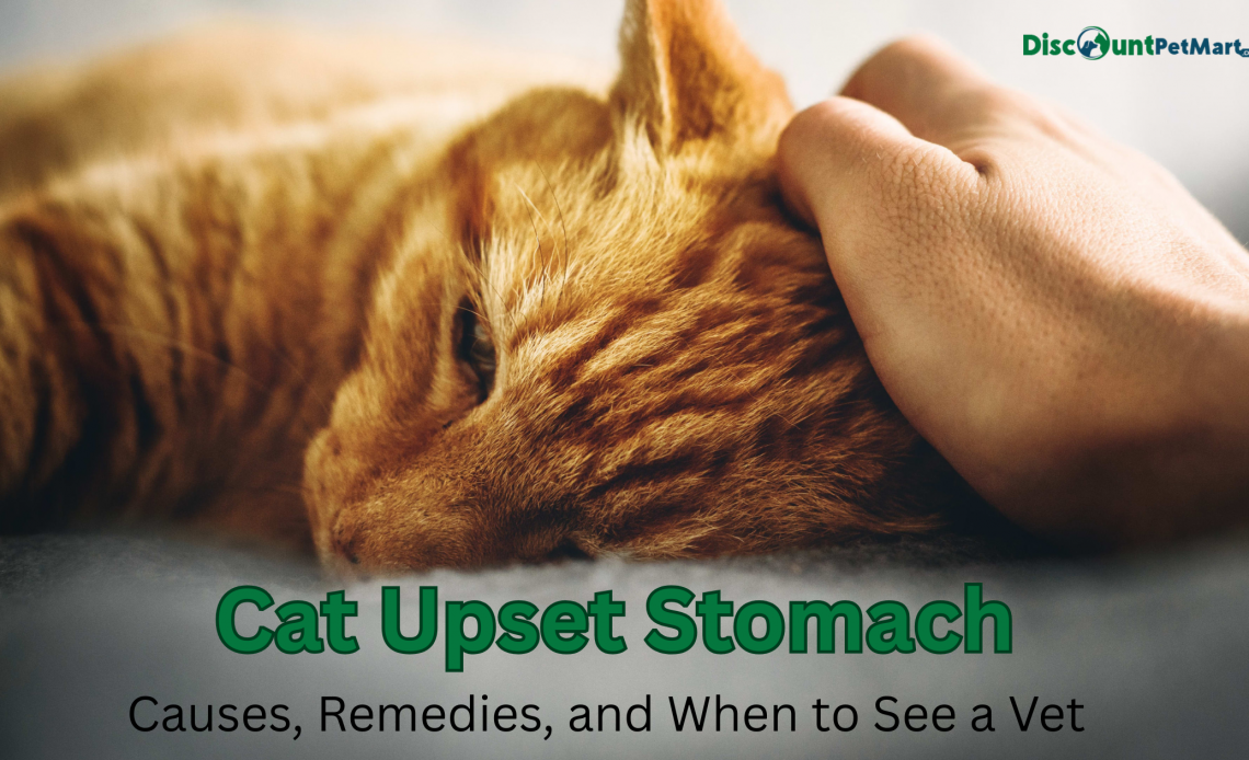 Cat Upset Stomach Care