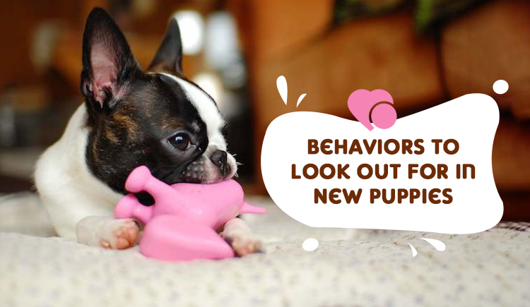 Behaviors To Look Out For In New Puppies