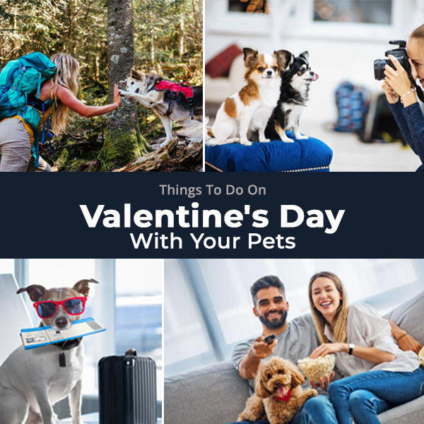 Things to do on Valentine's day with your pets