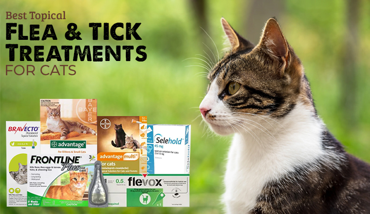cats, Flea and Tick treatment, Pet Care