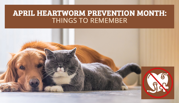 April Heartworm Prevention Month