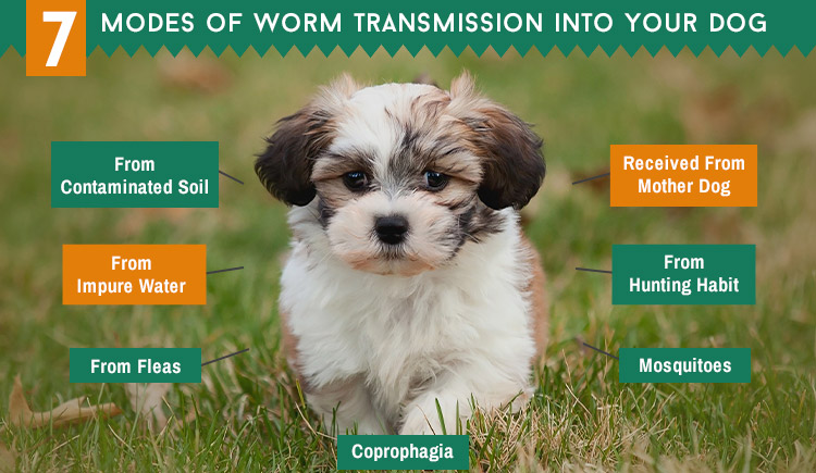 7 Modes of Worm Transmission into your dog