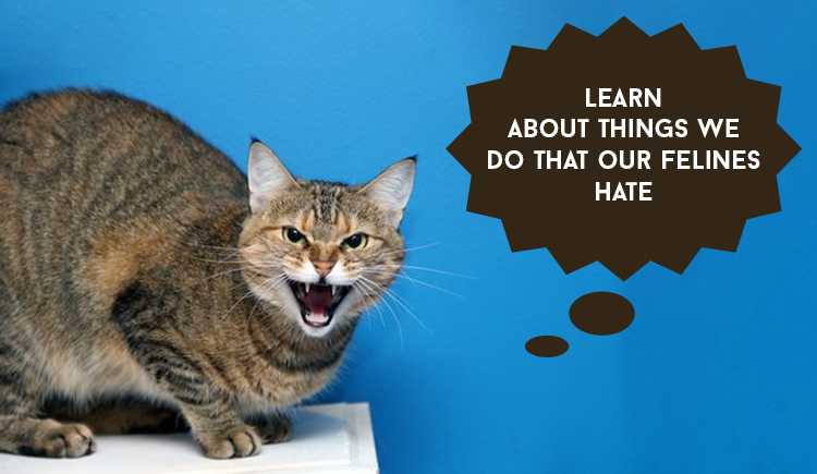 Learn About Things We Do That Our Felines Hate