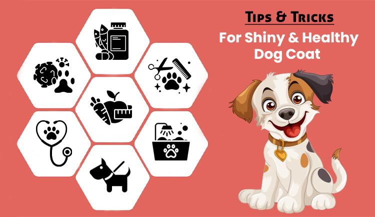 Tips & Tricks For Shiny & Healthy Dog Coat
