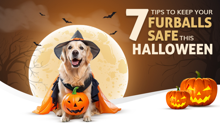 7 Halloween Safety Tips for Pets