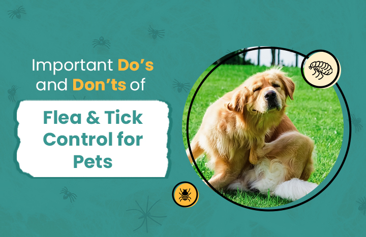 Flea and Tick Control for Pets